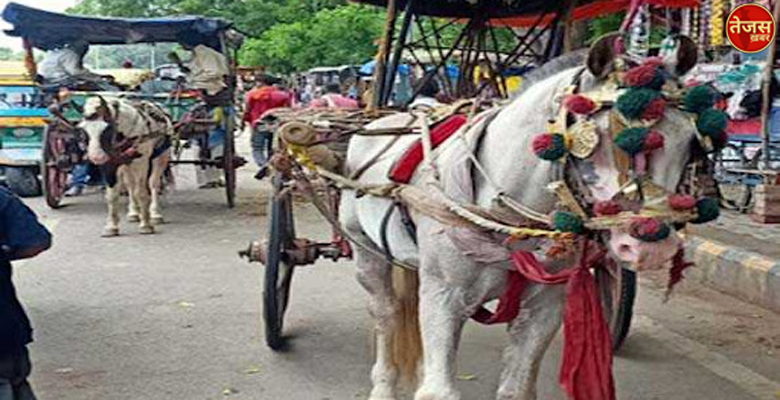 पर्यावरण मित्र ‘तांगा’ अस्तित्व बचाने के लिए कर रहा संघर्ष, देशी-विदेशी पर्यटकों के आकर्षण का केंद्र रहे हैं तांगे