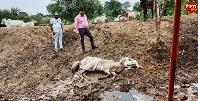 शिखरना गौशाला में भूख से गौ वंस की हो रही मौतें