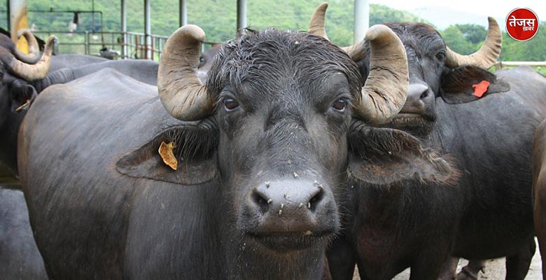 ग्रामीणों से घिरा देख भैंसों को छोड़कर भागे चोर 