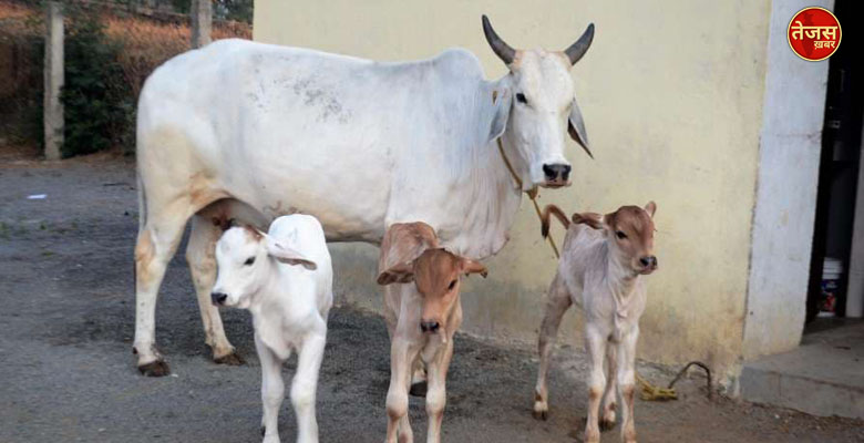 भारत की पारम्परिक जैव सम्पदा नीम, हल्दी और जामुन के बाद गौमूत्र का अमेरिका ने पेटेंट किया