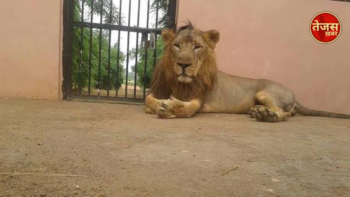 इटावा सफारी पार्क में स्किन कैंसर की बीमारी से ग्रस्त शेर मनन की हुई मौत