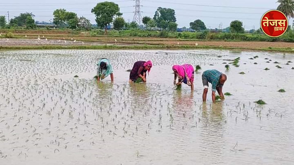 बारिश के बाद किसानों ने बुवाई शुरू की