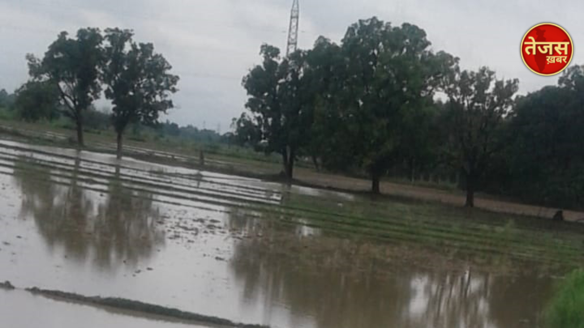 खेतो में बारिश का पानी भरने से बाजरा की सैकड़ों एकड़ फसल डूबी