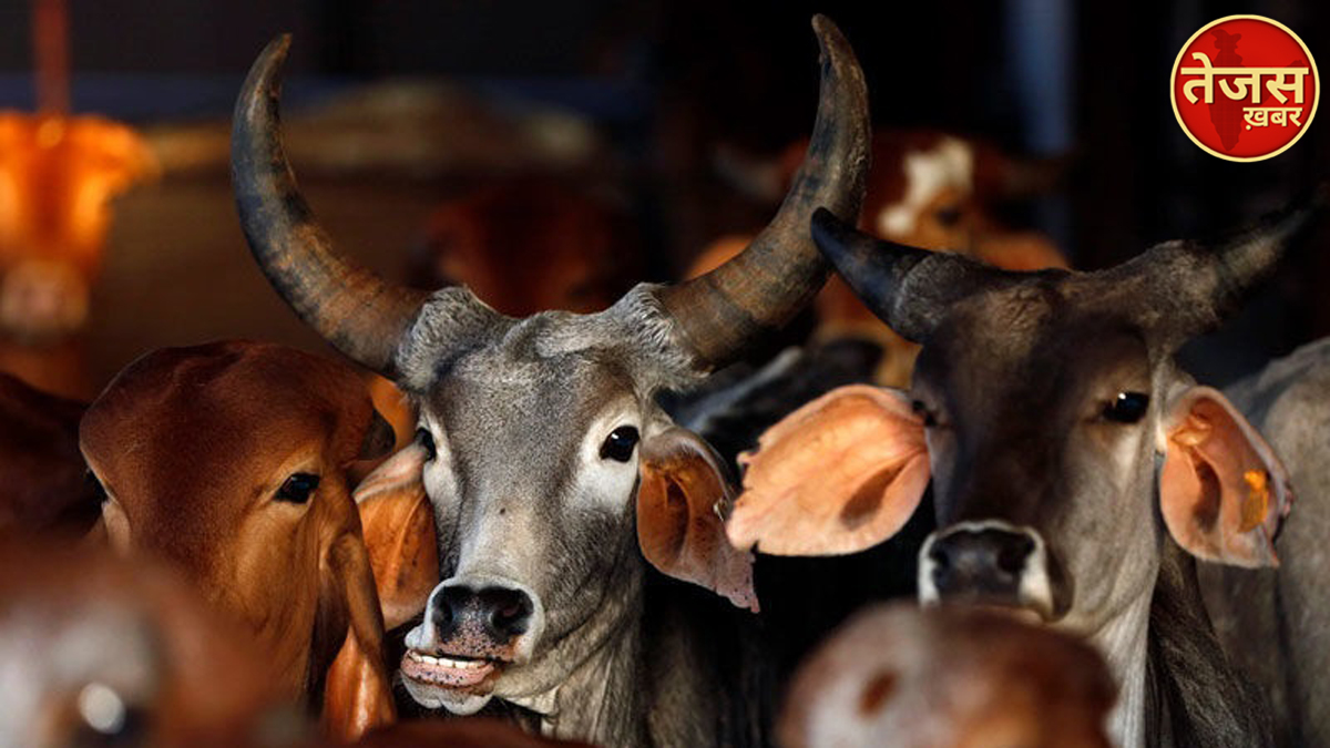 गौ हत्या पर रोक का कानून बनाए सरकार: दंडी स्वामी