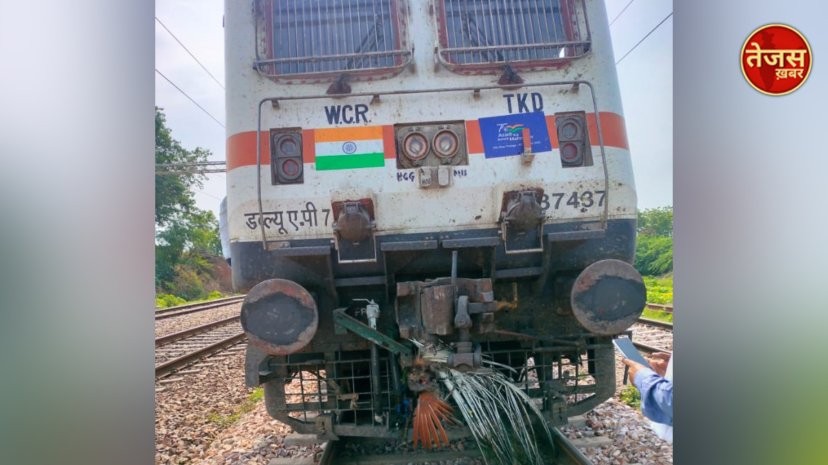 तेजस एक्सप्रेस की चपेट में आने से राष्ट्रीय पक्षी मोर की हुई मौत