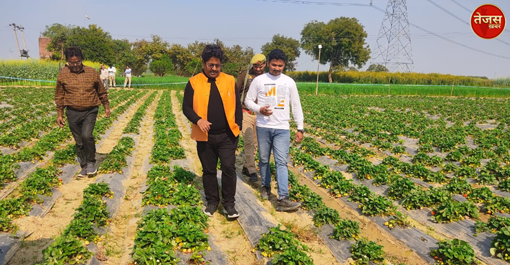 स्ट्रॉबेरी की खेती कर किसान अपनी आय बढ़ाएं,उद्यान विभाग देगा 90 प्रतिशत अनुदान